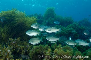 Opaleye perch schooling, Girella nigricans, Guadalupe Island (Isla Guadalupe)