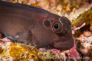 Ophioblennius steindachneri. Panamic Fanged Blenny, Sea of Cortez, Isla Espiritu Santo, Baja California, Mexico