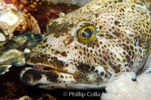 Lingcod, portrait, Ophiodon elongatus