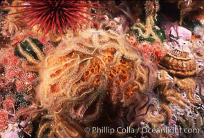 Brittle stars covering sponge and rocky reef, Ophiothrix spiculata, Santa Barbara Island