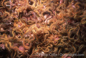 Brittle stars covering rocky reef. Santa Barbara Island, California, USA, Ophiothrix spiculata, natural history stock photograph, photo id 04718