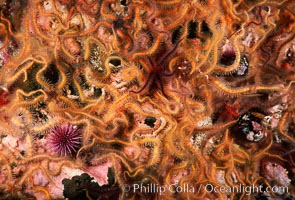 Brittle stars covering rocky reef, Ophiothrix spiculata, Santa Barbara Island