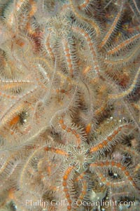 A confusing cluster of spiny brittle stars, Ophiothrix spiculata
