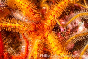 Brittle sea stars (starfish) spread across the rocky reef in dense numbers, Ophiothrix spiculata, Santa Barbara Island