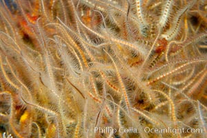 A mass of spiny brittle stars., Ophiothrix spiculata, natural history stock photograph, photo id 14947