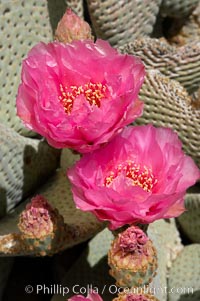 Beavertail cactus blooms in spring, Opuntia basilaris, Joshua Tree National Park, California