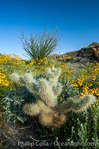 Cholla cactus, brittlebush, ocotillo and various cacti and wildflowers color the sides of Glorietta Canyon.  Heavy winter rains led to a historic springtime bloom in 2005, carpeting the entire desert in vegetation and color for months, Encelia farinosa, Fouquieria splendens, Opuntia, Anza-Borrego Desert State Park, Borrego Springs, California