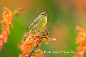 Orange-Crowned Warbler Amid Spring Flowers, Coast Trail, La Jolla, Leiothlypis celata