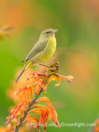 Orange-Crowned Warbler Amid Spring Flowers, Coast Trail, La Jolla, Leiothlypis celata