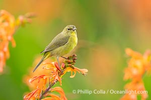 Orange-Crowned Warbler Amid Spring Flowers, Coast Trail, La Jolla, Leiothlypis celata