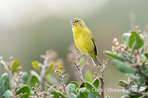 Orange-Crowned Warbler Amid Spring Flowers, Coast Trail, La Jolla, Leiothlypis celata