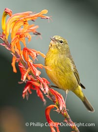 Orange-Crowned Warbler Amid Spring Flowers, Coast Trail, La Jolla, Leiothlypis celata