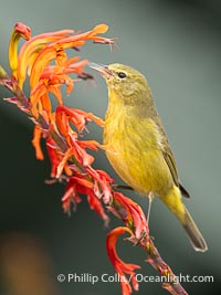 Orange-Crowned Warbler Amid Spring Flowers, Coast Trail, La Jolla, Leiothlypis celata