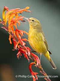 Orange-Crowned Warbler Amid Spring Flowers, Coast Trail, La Jolla, Leiothlypis celata