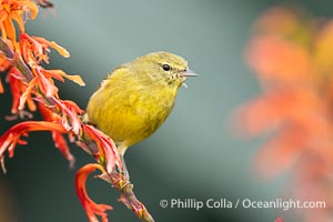 Orange-Crowned Warbler Amid Spring Flowers, Coast Trail, La Jolla, Leiothlypis celata