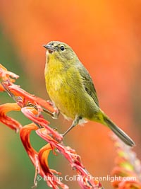 Orange-Crowned Warbler Amid Spring Flowers, Coast Trail, La Jolla, Leiothlypis celata