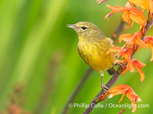 Orange-Crowned Warbler Amid Spring Flowers, Coast Trail, La Jolla, Leiothlypis celata