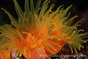 Orange cup coral, Tubastrea coccinea, Isla Champion, Galapagos, Ecuador.