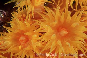 Orange cup coral, Tubastrea coccinea, Isla Champion, Galapagos, Ecuador.