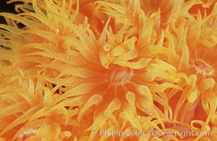 Orange cup coral, Tubastrea coccinea, Isla Champion