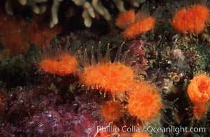 Balanophyllia elegans, Orange cup coral, Monterey, California.
