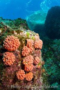 Orange cup coral clusters on rocky reef, Tubastrea coccinea, Sea of Cortez