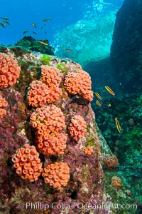 Orange cup coral clusters on rocky reef, Tubastrea coccinea, Sea of Cortez