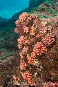 Orange cup coral, retracted during daylight, Sea of Cortez, Tubastrea coccinea, Isla Las Animas, Baja California, Mexico