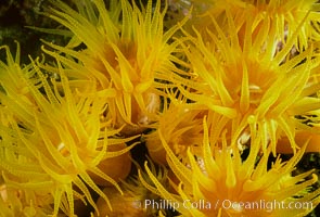 Orange cup coral, Tubastrea coccinea, Sea of Cortez, La Paz, Baja California, Mexico