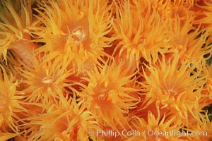 Orange cup coral, Tubastrea coccinea, Isla Champion