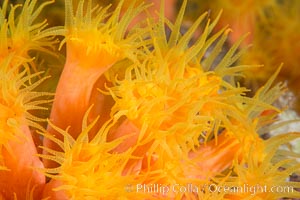 Orange Cup Coral, Tubastrea coccinea, Sea of Cortez, Mexico. Isla Cayo, Baja California, Tubastrea coccinea, natural history stock photograph, photo id 33764