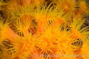 Orange Cup Coral, Tubastrea coccinea, Sea of Cortez, Mexico, Tubastrea coccinea, Isla Cayo, Baja California