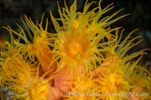 Orange Cup Coral, Tubastrea coccinea, Sea of Cortez, Mexico, Tubastrea coccinea, Isla Cayo, Baja California