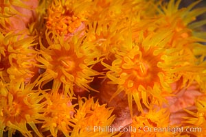 Orange Cup Coral, Tubastrea coccinea, Sea of Cortez, Mexico, Tubastrea coccinea, Isla Espiritu Santo, Baja California