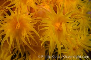 Orange Cup Coral, Tubastrea coccinea, Sea of Cortez, Mexico, Tubastrea coccinea, Isla Espiritu Santo, Baja California