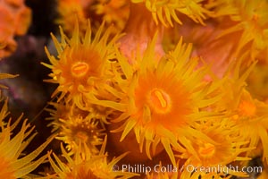 Orange Cup Coral, Tubastrea coccinea, Sea of Cortez, Mexico, Tubastrea coccinea, Isla Espiritu Santo, Baja California