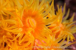 Orange Cup Coral, Tubastrea coccinea, Sea of Cortez, Mexico. Isla Espiritu Santo, Baja California, Tubastrea coccinea, natural history stock photograph, photo id 33802