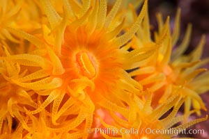 Orange Cup Coral, Tubastrea coccinea, Sea of Cortez, Mexico, Tubastrea coccinea, Isla Espiritu Santo, Baja California