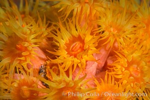 Orange Cup Coral, Tubastrea coccinea, Sea of Cortez, Mexico. Isla Espiritu Santo, Baja California, Tubastrea coccinea, natural history stock photograph, photo id 33803