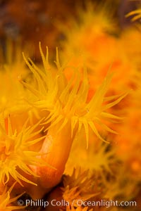 Orange Cup Coral, Tubastrea coccinea, Sea of Cortez, Mexico, Tubastrea coccinea, Isla Espiritu Santo, Baja California