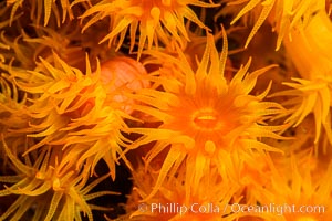 Orange Cup Coral, Tubastrea coccinea, Sea of Cortez, Mexico, Tubastrea coccinea, Isla Espiritu Santo, Baja California