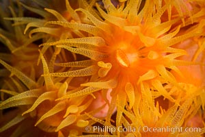 Orange Cup Coral, Tubastrea coccinea, Sea of Cortez, Mexico, Tubastrea coccinea, Isla Espiritu Santo, Baja California