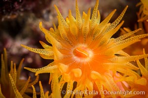 Orange Cup Coral, Tubastrea coccinea, Sea of Cortez, Mexico, Tubastrea coccinea, Isla Espiritu Santo, Baja California