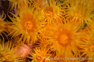 Orange Cup Coral, Tubastrea coccinea, Sea of Cortez, Mexico, Tubastrea coccinea, Isla Espiritu Santo, Baja California