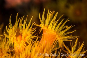 Orange Cup Coral, Tubastrea coccinea, Sea of Cortez, Mexico