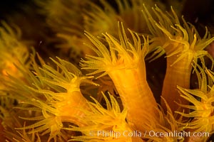 Orange Cup Coral, Tubastrea coccinea, Sea of Cortez, Mexico, Tubastrea coccinea, Isla Espiritu Santo, Baja California