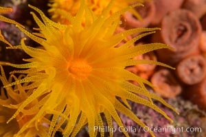 Orange Cup Coral, Tubastrea coccinea, Sea of Cortez, Mexico, Tubastrea coccinea, Isla Espiritu Santo, Baja California