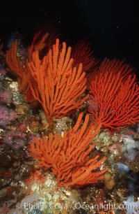 Orange gorgonian, Lunker Rock, Adelogorgia phyllosclera, San Benito Islands (Islas San Benito)