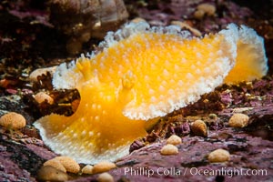 Orange Peel Nudibranch, Tochuina gigantea, Browning Pass, Vancouver Island, Tochuina gigantea