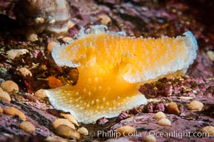 Orange Peel Nudibranch, Tochuina gigantea, Browning Pass, Vancouver Island, Tochuina gigantea